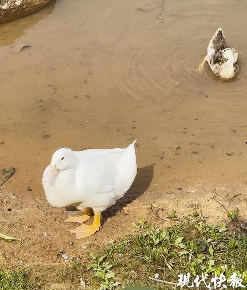 鸭子a在线视频,揭秘鸭界明星的日常生活